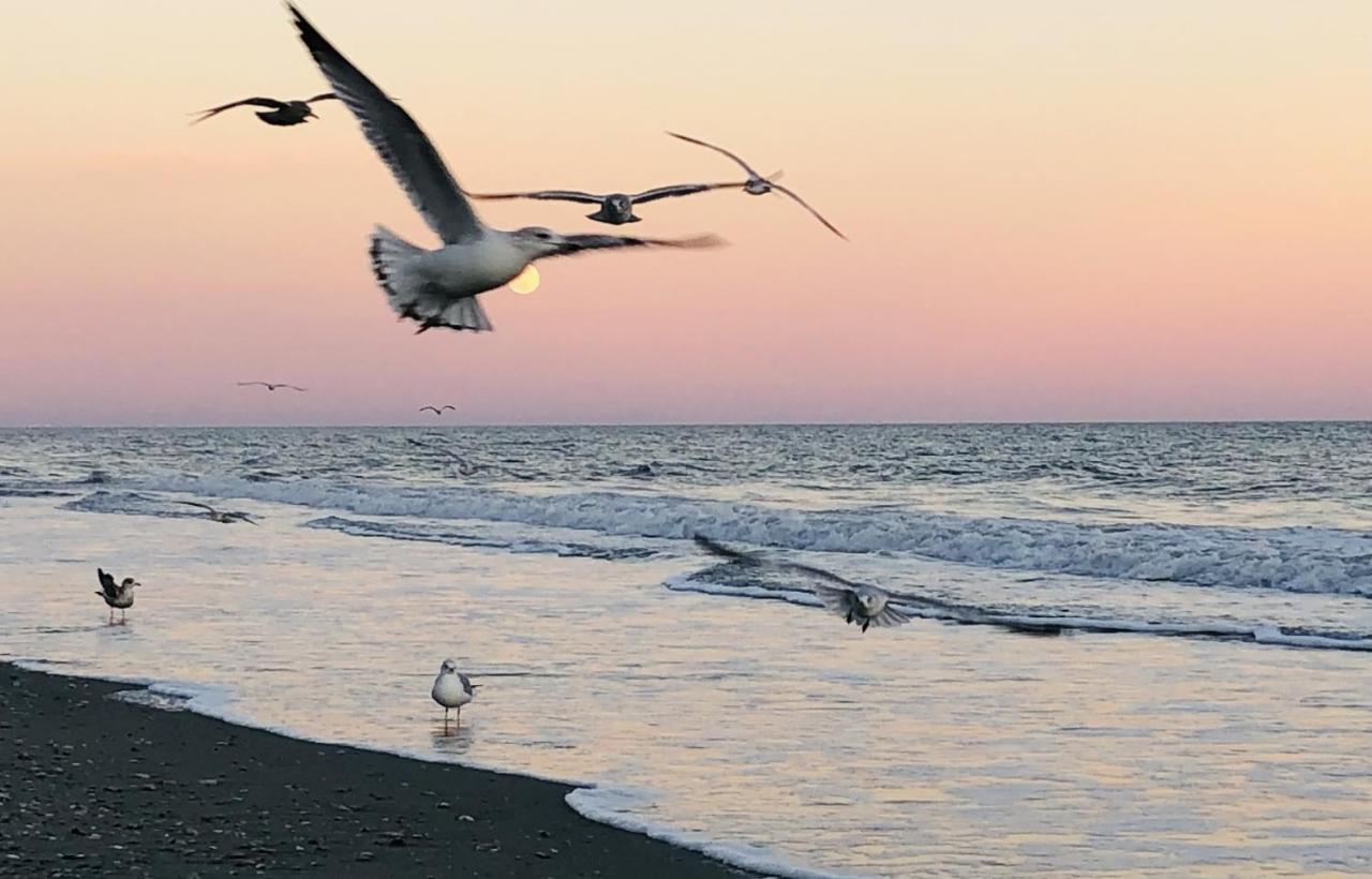 Huge Ocean Front Condo, Amazing Views Myrtle Beach Exteriér fotografie